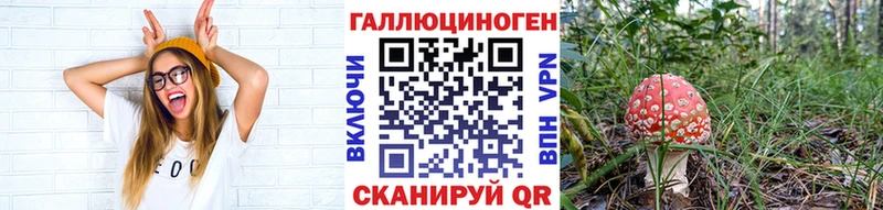 где найти   Краснокаменск  Галлюциногенные грибы Psilocybine cubensis 